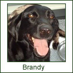 Brandy