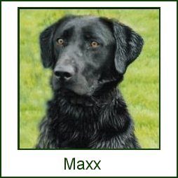 Maxx
