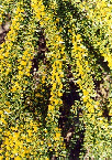 STICKY WATTLE, Acacia vestita