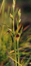 Purplish Beard Orchid