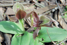 Bird Orchid, Chiloglotis gunnii