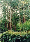 Eucalyptus regnans, MOUNTAIN ASH, TALLEST (ANGIOSPERM) FLOWERING PLANT