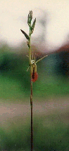 Cryptostylus subulata