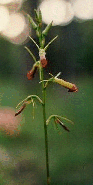 Cryptostylus subulata