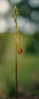 Cryptostylus subulata