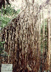 CURTAIN FIG TREE, QLD