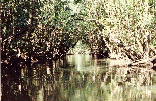 THE DAINTREE