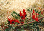 STUART DESERT PEA, NT