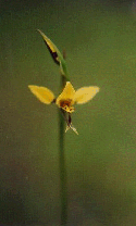 Diuris sp.