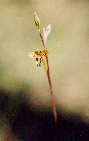 Diuris sp.