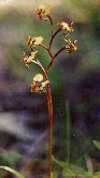 Diuris sp.