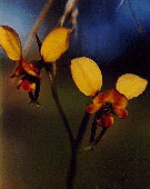 Diuris sp.