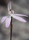 Pink Finger Orchid