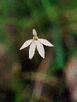 Finger Orchid