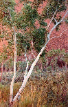GHOST GUM, ULURU