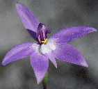 Wax Lip Orchid