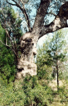 QLD