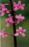 Hyacinth Orchid