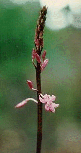 Hyacinth Orchid