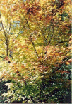 JAPANESE MAPLE IN AUTUMN