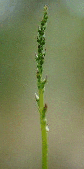 microtis
