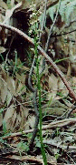 microtis