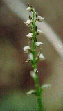 microtis species