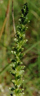 microtis