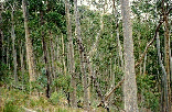 EAST GIPPSLAND, VIC