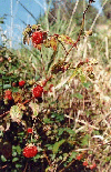 NATIVE RASPBERRY, NSW