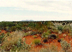 THE OLGAS, NT