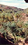 Palm Valey, NT