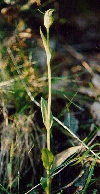 Alpine Greenhood