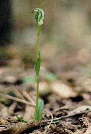 Alpine Greenhood
