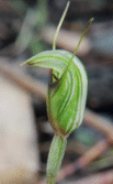 Trim Greenhood