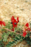 STUART DESERT PEA, NT