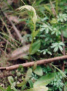 Sickle Greenhood