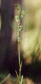 Tall Greenhood