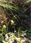 Nodding Greenhood