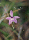 Wax Lip Orchid