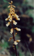 Potato Orchid