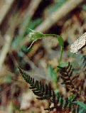 Greenhood spp.