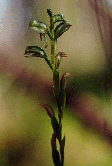 Tall Greenhood