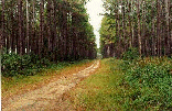 QLD plantation