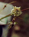 spider orchid