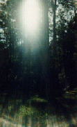 The high country forest