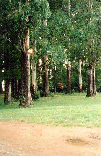 Toolangi