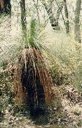 Xanthoreceae australis