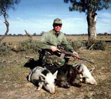 dead feral pigs
