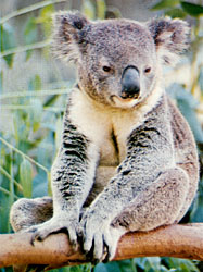 about 60 to 85 centimetres (21 to 33 inches) long and virtually tailless, with a stout, pale gray or yellowish body; broad face; big, round leathery nose;.